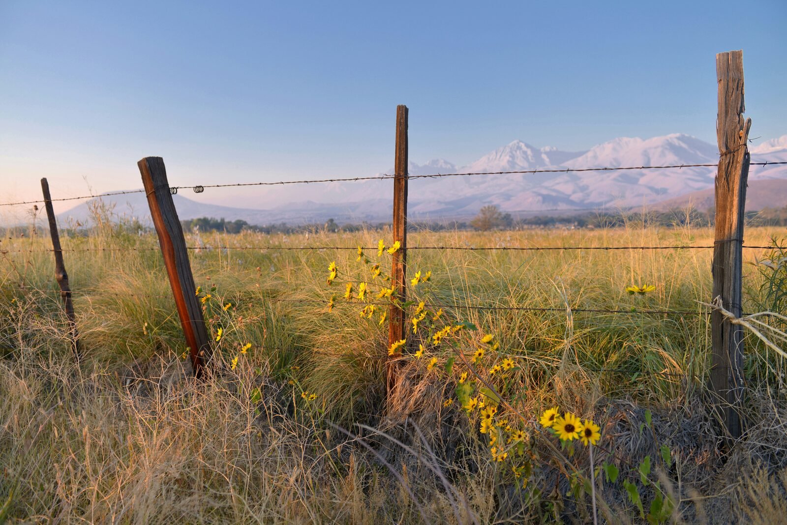 Rural fence line